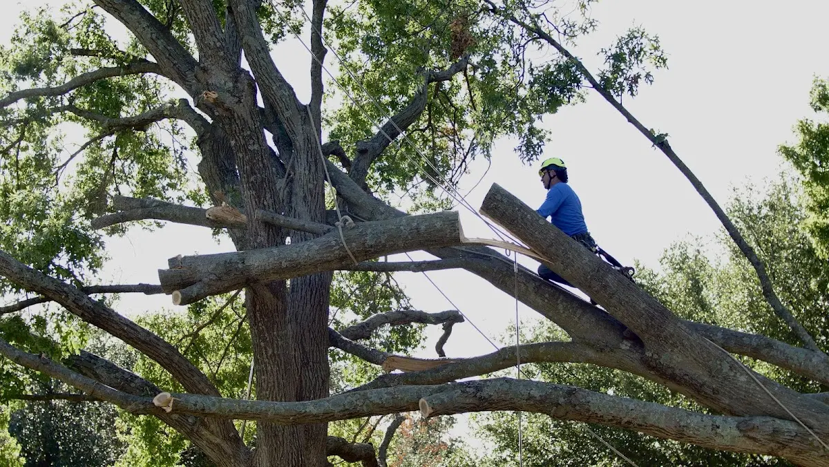 Professional Hazardous Tree Removal performed by certified arborists in Bovina Center