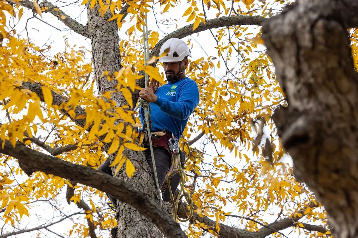 Skilled Tree Disease Treatment crew working in Bovina Center