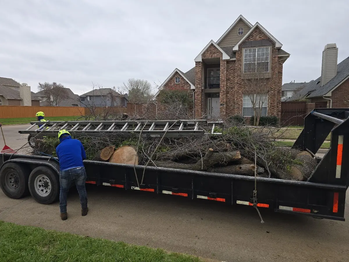 Expert Tree Pest Control with proper safety equipment in Bovina Center